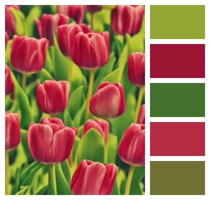 Red Tulips Ai Generated Tulips Image
